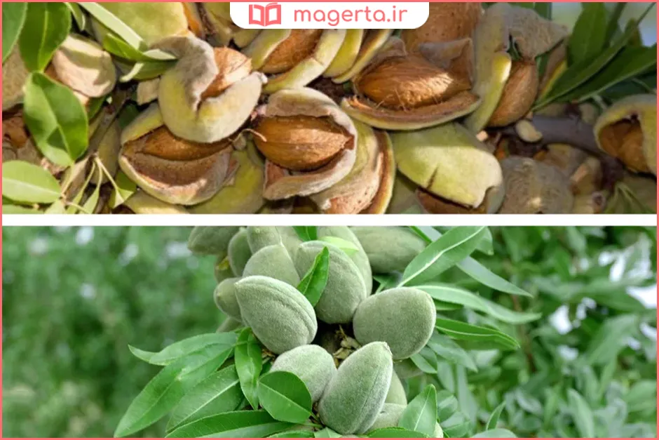بهترین بادام برای مصرف خام و آجیل