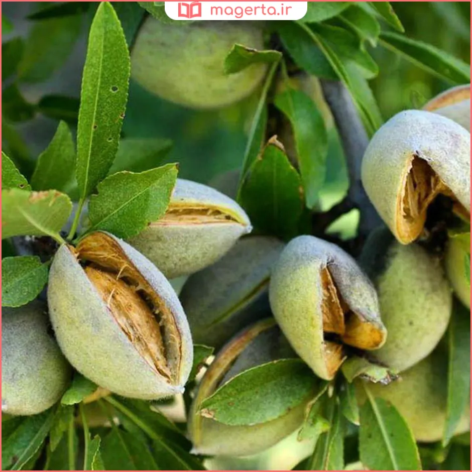 بهترین رقم بادام از نظر درشتی و سفیدی مغز