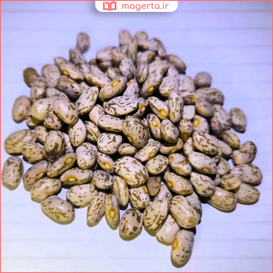 فرق لوبیا چیتی درشت و ریز و معمولی