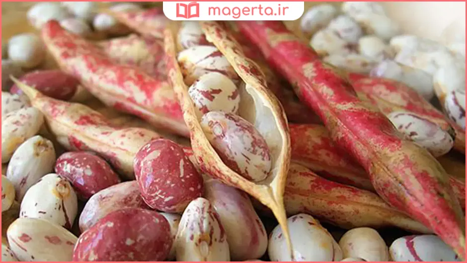 انواع لوبیا چیتی از نظر اندازه و کیفیت