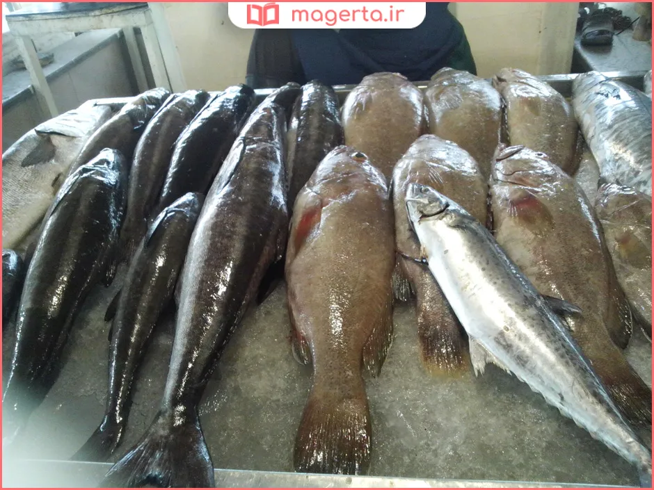 بهترین ماهی شمال