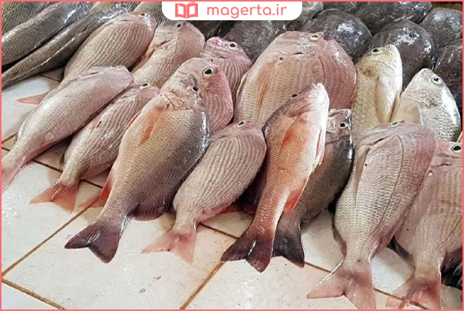بهترین ماهی خوراکی