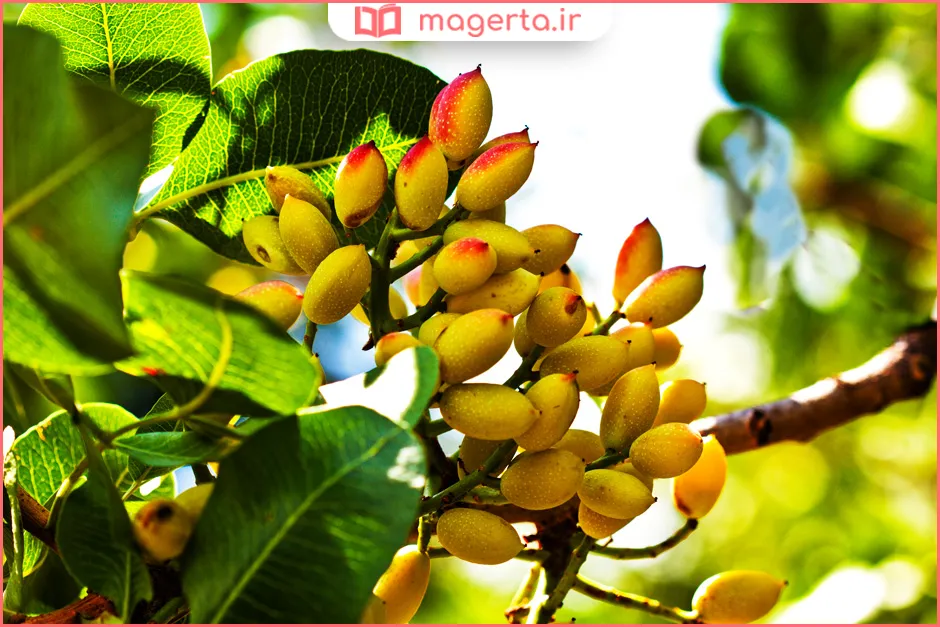 پسته شور خوب است یا بینمک؟