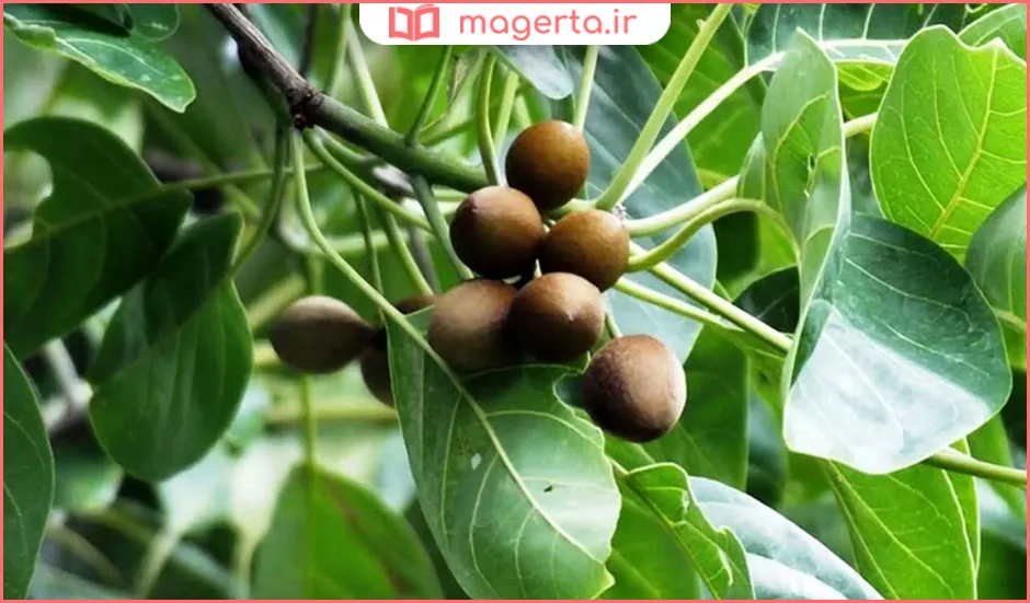 هلیله سیاه برای پوست