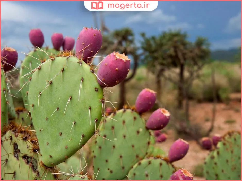 میوه کاکتوس برای چی خوبه