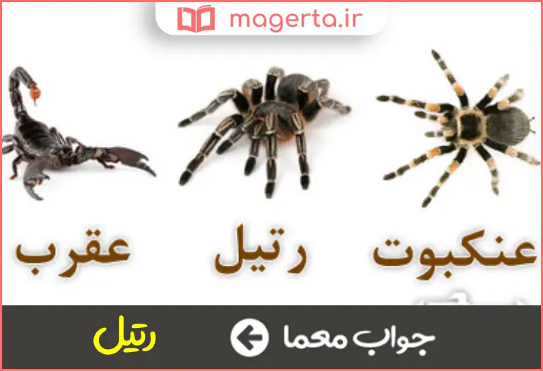 جواب معما فامیلای عنکبوت چهار حرفی در جدول