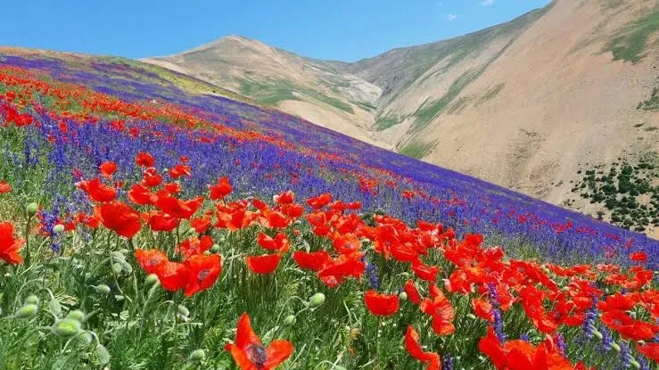 جملات زیبا درباره گل و خالق