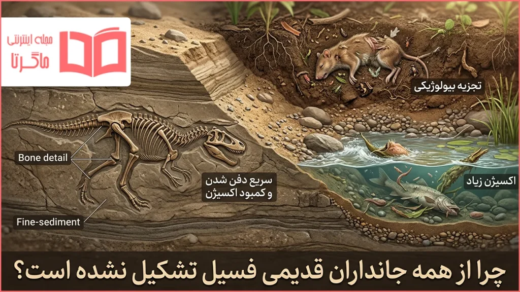 چرا از همه جانداران قدیمی فسیل تشکیل نشده است؟