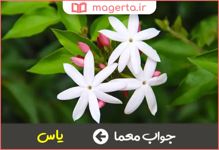 جواب معما گلی خوشبو که رنگ سفید دارد در جدول