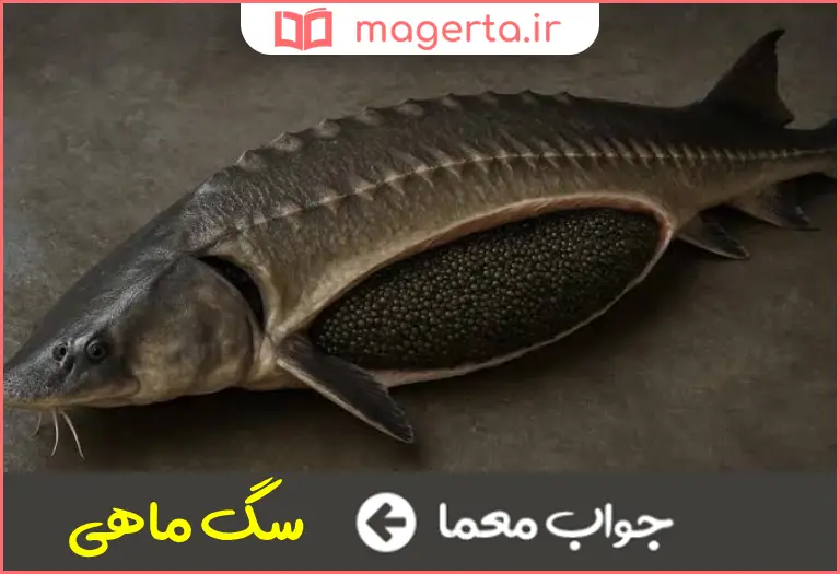 جواب معما نوعی ماهی خاویار در جدول