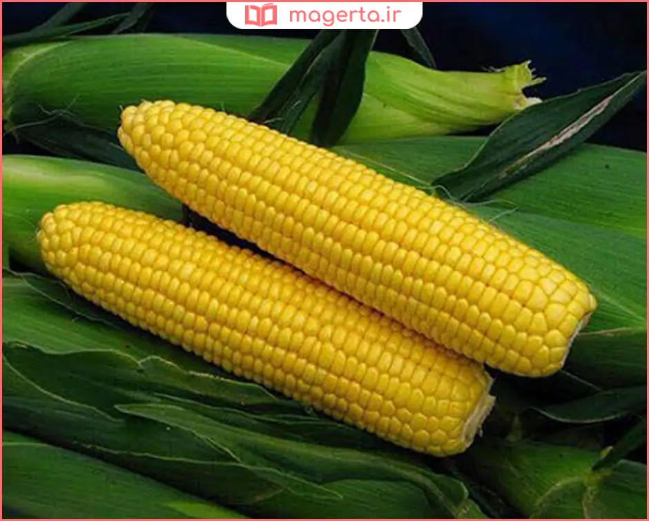 ذرت شیرین برای ذرت مکزیکی