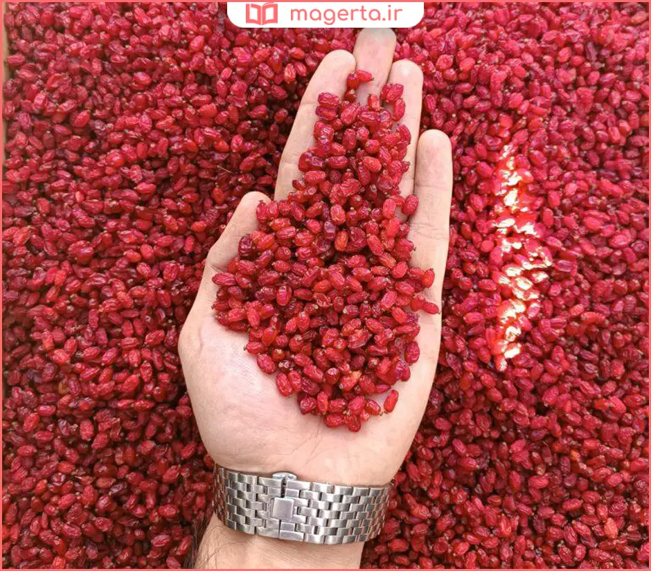 بهترین زرشک برای زرشک پلو