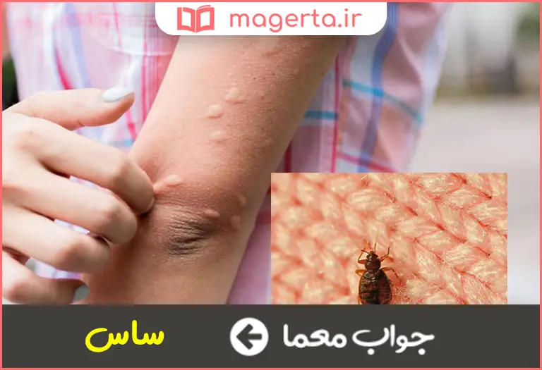 جواب معما حشره خونخوار در جدول