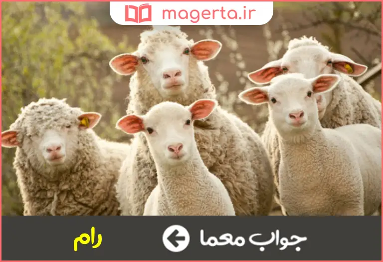 جواب معما اهلی در جدول