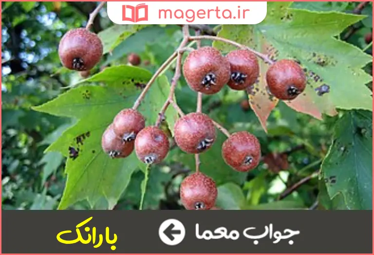 جواب معما خاویار جنگل در جدول