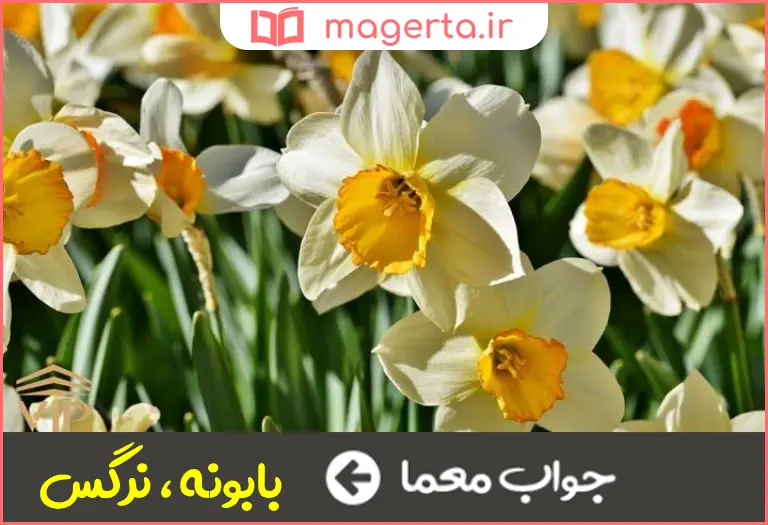 جواب معما گل سفید و زرد خوشبو در جدول