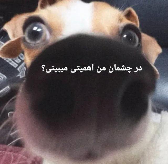 عکس نوشته طنز