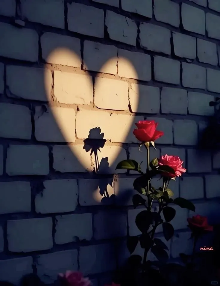 عکس پروفایل گل رز قرمز و قلب