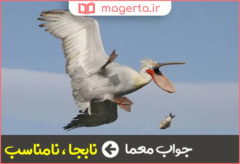 جواب معما بی موقع و بی خبر در جدول