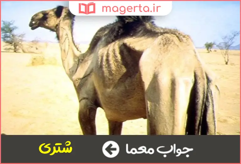 جواب معما کنایه از سخت و سمج در جدول