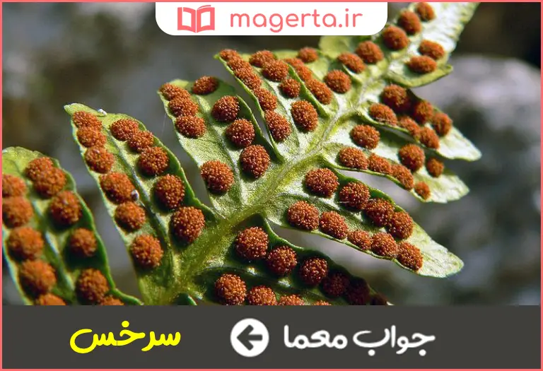 جواب معما گیاهی نهانزا در جدول