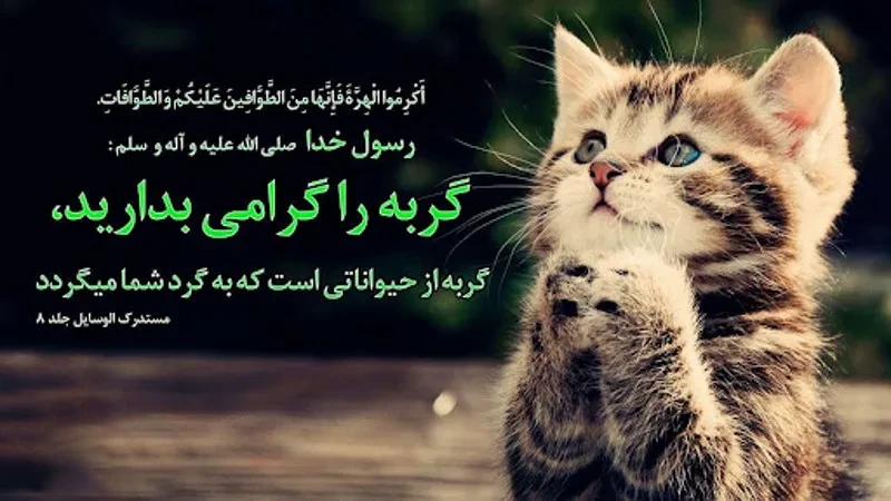 کپشن احساسی گربه
