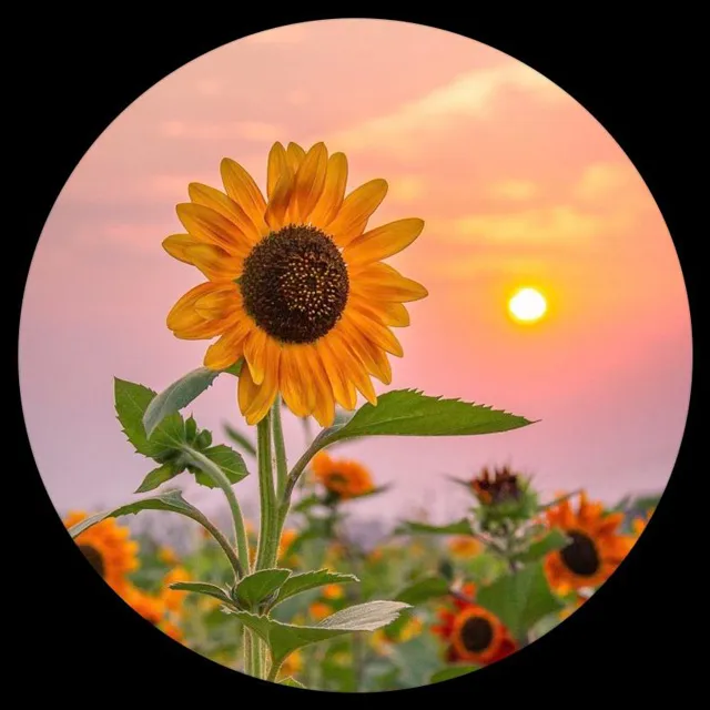 عکس پروفایل گل و طبیعت دخترانه
