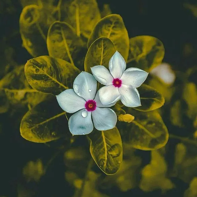 عکس پروفایل گل و طبیعت بدون متن
