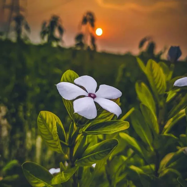 دانلود عکس پروفایل گل و طبیعت