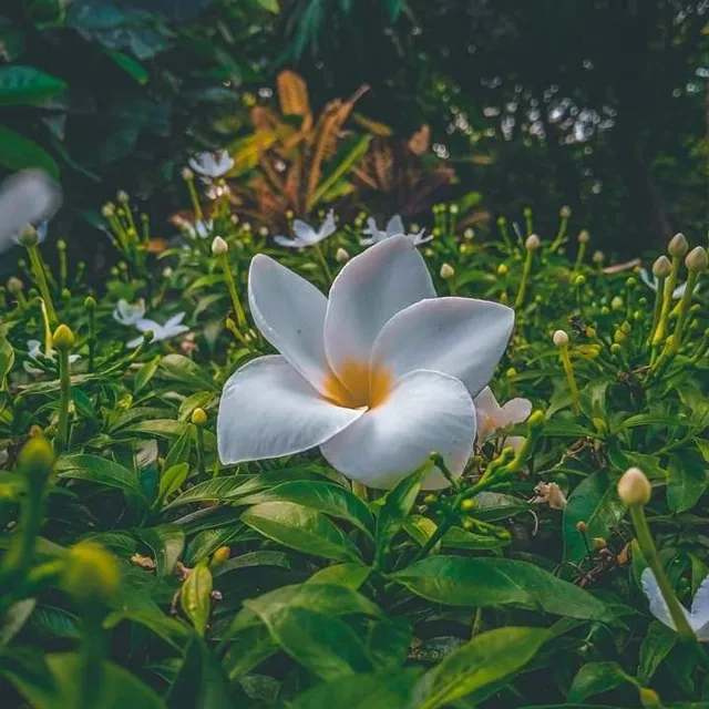 دانلود عکس گل و طبیعت برای پروفایل