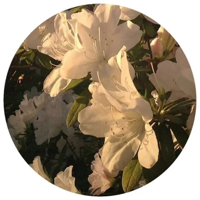 عکس پروفایل شکوفه بهاری