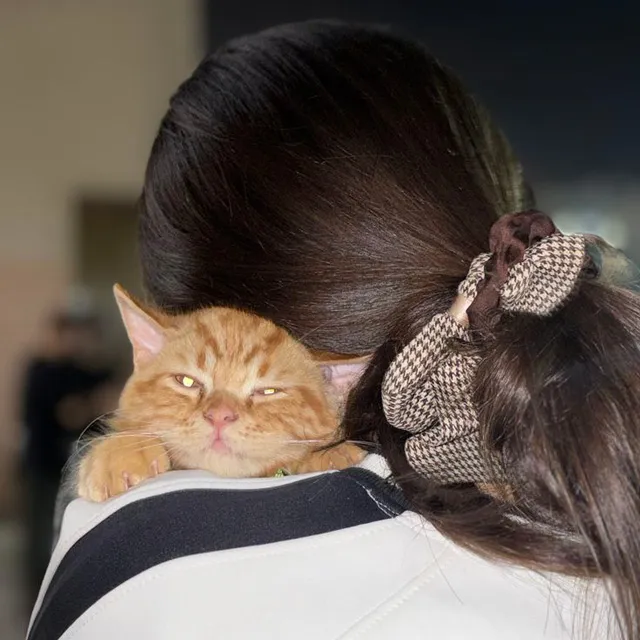عکس گربه دخترانه برای پروفایل