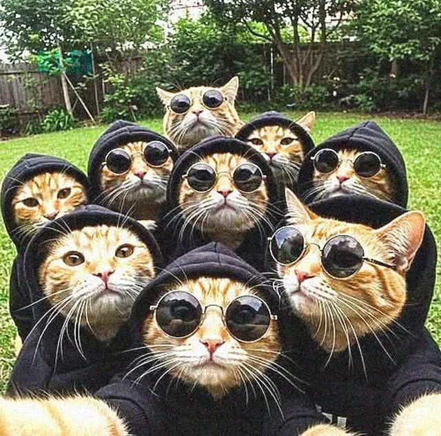عکس پروفایل گروه خل و چلا خاص