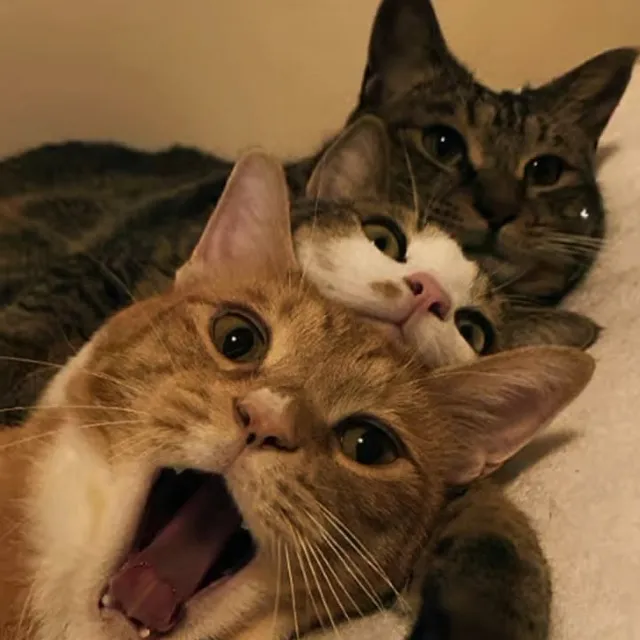 عکس پروفایل خل و چلا