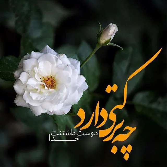 عکس دنیا بی رحمه برای پروفایل