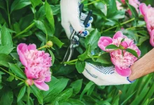 ۱۰ گیاه چندساله که اکنون باید هرس کنید تا سال آینده باغی شادابتر داشته باشید