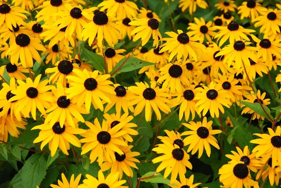 اعتبار: گتی ایمیجز