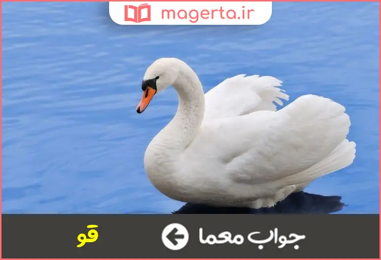جواب معما پرنده ای سفید و بسیار زیبا دو حرفی در جدول