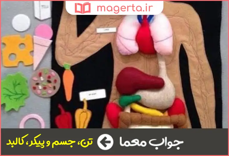 جواب معما بدن در جدول