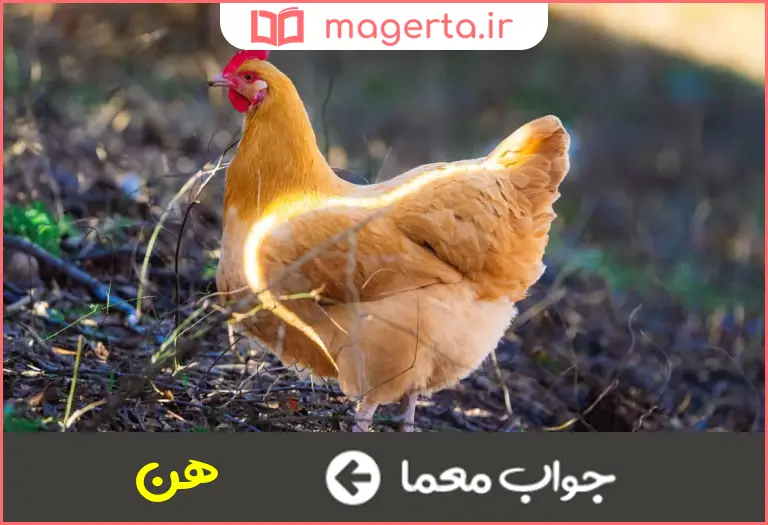 جواب معما مرغ فرنگی در جدول