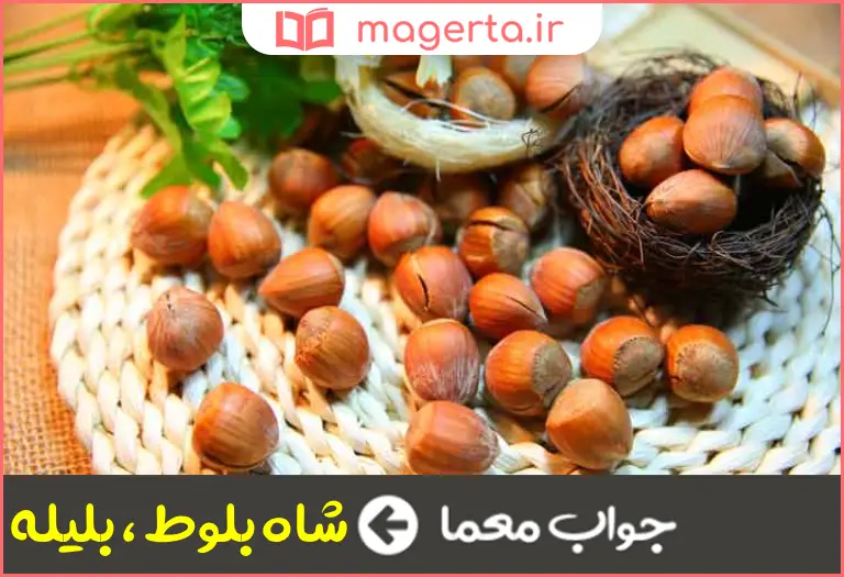 جواب معما میوه هایی از قبیل فندق در جدول