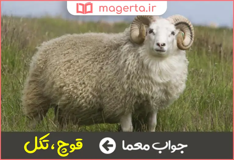 جواب معما گوسفند شاخدار در جدول