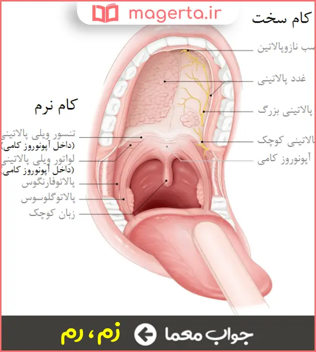 جواب معما گوشت درون و بیرون دهان در جدول