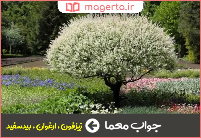 جواب معما از درختان زینتی در جدول