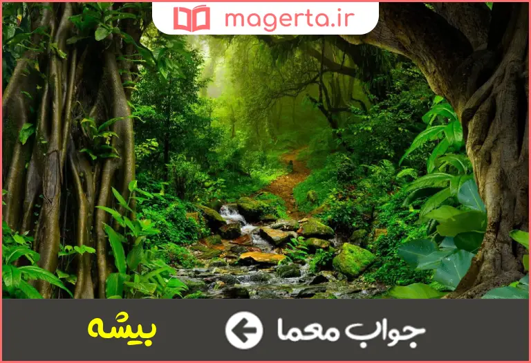 جواب معما جنگل کوچک در جدول