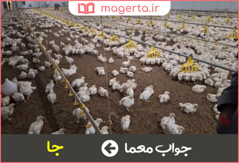 جواب معما مرغ میرود در جدول
