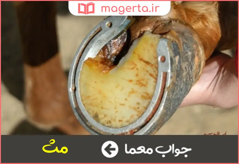 جواب معما ثم وارونه در جدول