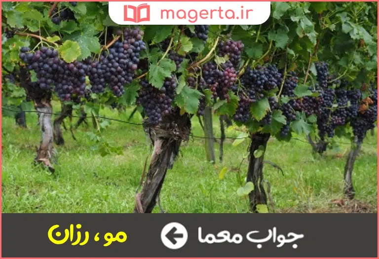جواب معما درخت تاک در جدول