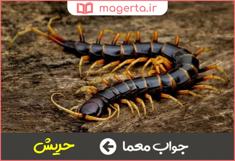 جواب معما هزارپا در جدول