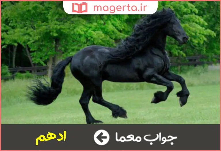 جواب معما اسب سیاه در جدول